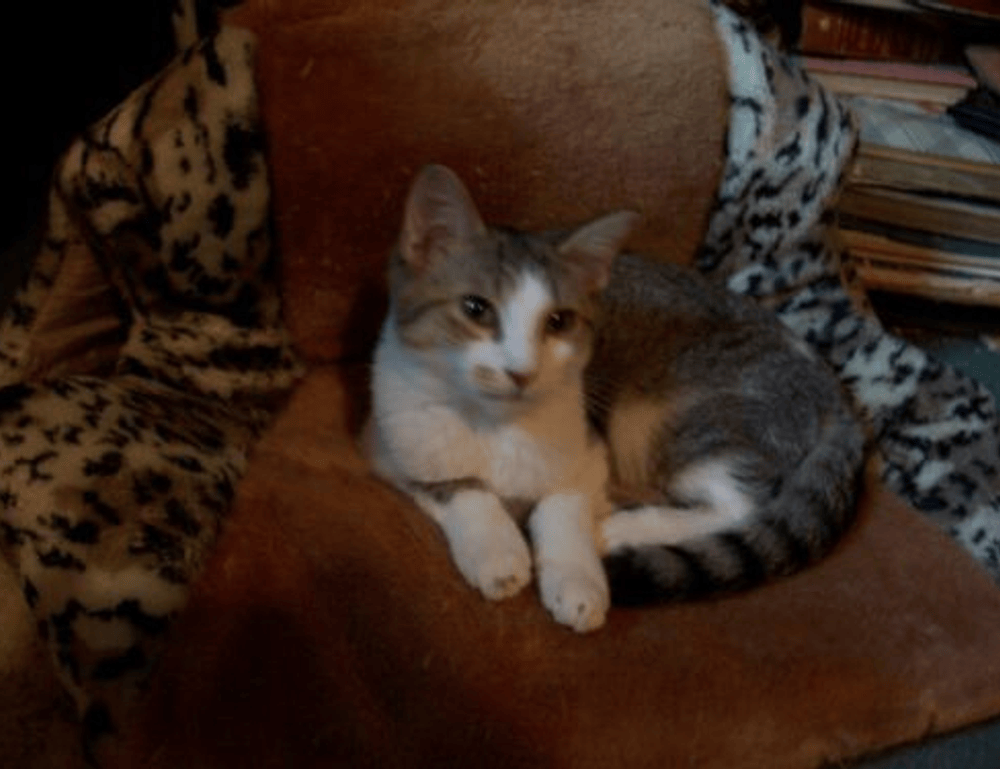 how to use a lamp lwtc148