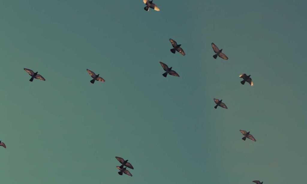 python software issue 0297xud8