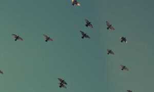 python software issue 0297xud8