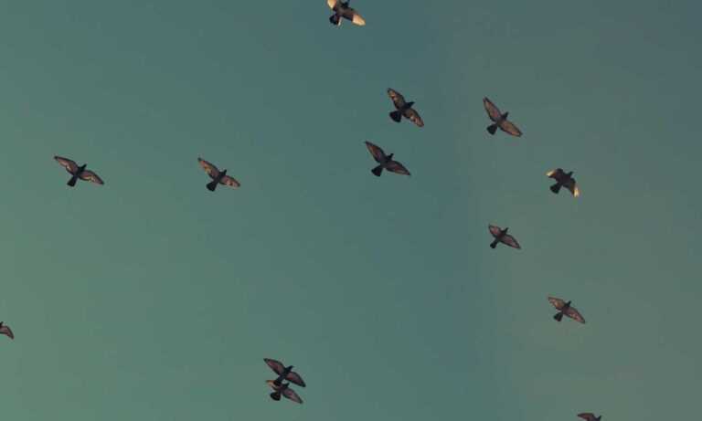 python software issue 0297xud8