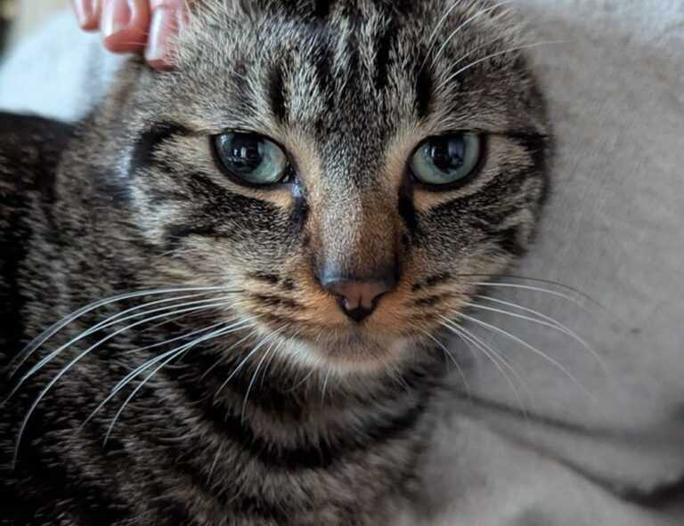 digitalrgsorg gaming world