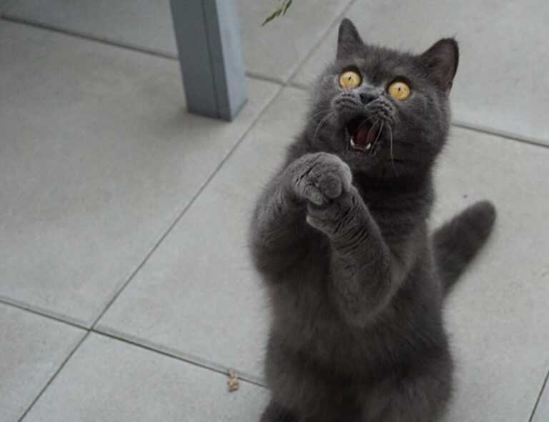 everything apple digitalrgsorg