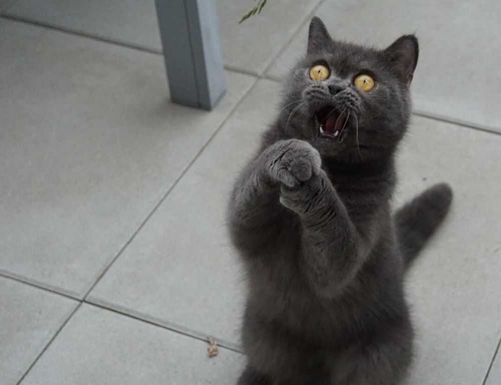 everything apple digitalrgsorg