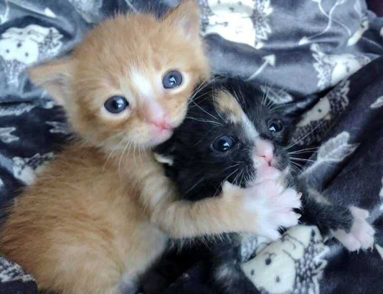 game news digitalrgsorg